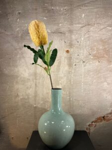 Zijden Banksia