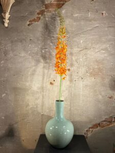 Zijden Eremurus oranje