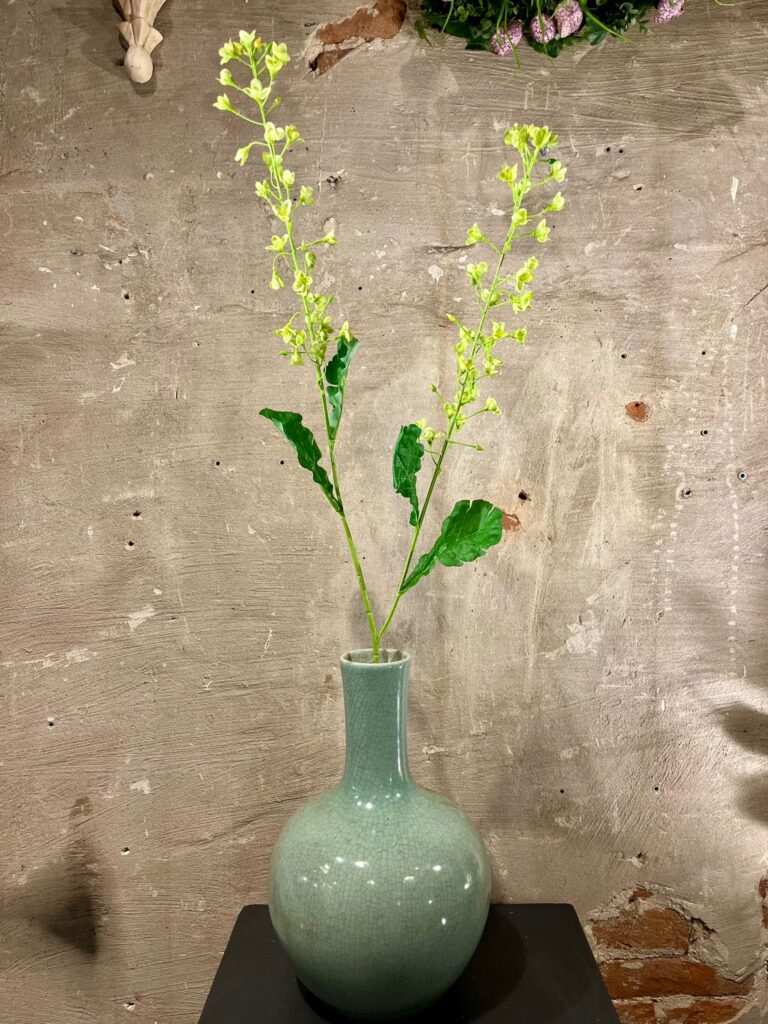 Zijden primula groen